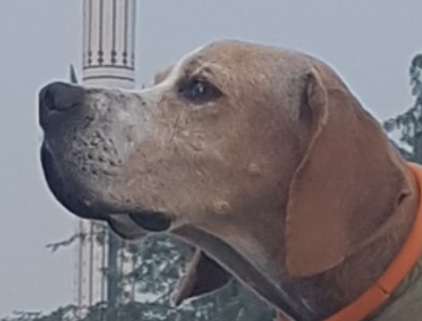 Reena of MGH kennel